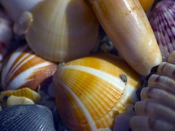 Seashells from the Florida Keys